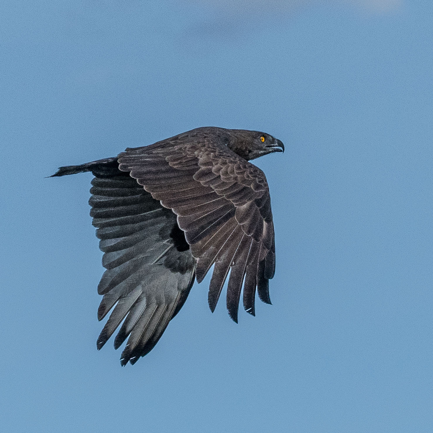 Circaète brun (Brown snake-eagle, Circaetus cinerreus), adulte au vol, Kwando reserve, Delta de l'Okavango, Botswana.